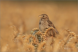 <p>STRNAD LUČNÍ (Emberiza calandra) Šluknovsko -JHiříkov ----- /Corn bunting – Grauammer/</p>